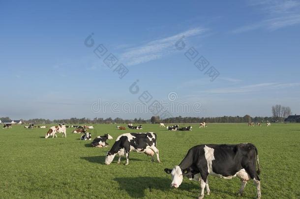 荷兰的一种乳牛母牛采用绿色的草<strong>地</strong>关于荷兰人的陆<strong>地地</strong>图