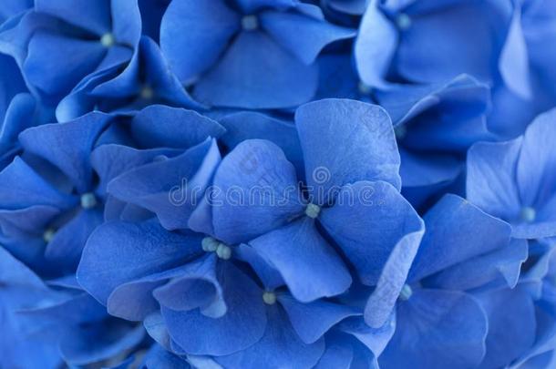 蓝色八仙花属背景.霍滕西亚绣球花属植物花表面.宏指令辐透