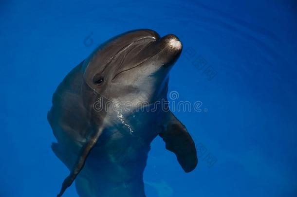 微笑的海豚.海豚s游泳