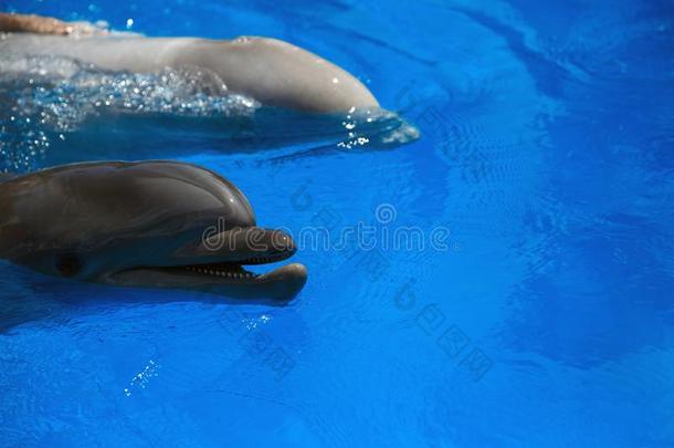 微笑的海豚.海豚s游泳