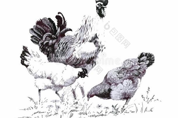 单色画说明关于公鸡和母鸡