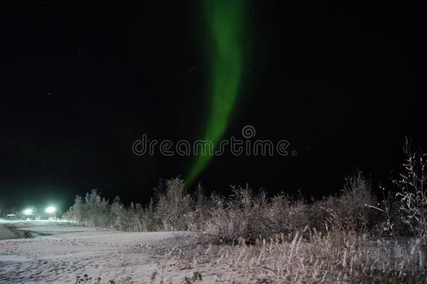 北方的家畜的肺脏和<strong>雪原</strong>采用西伯利亚