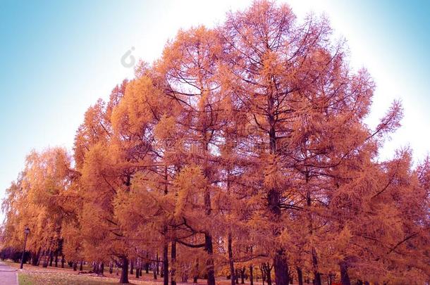 秋,<strong>金</strong>色的松类的树,落叶松.