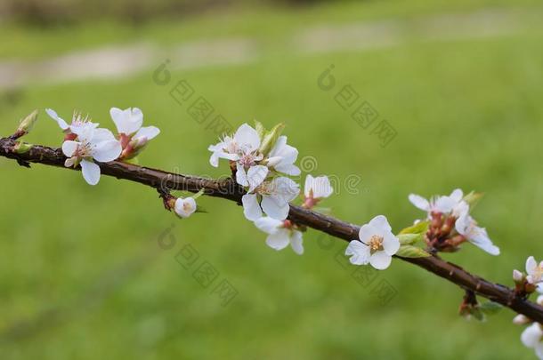 开花蔷薇科树托门托萨南京樱桃树枝,精心选择的