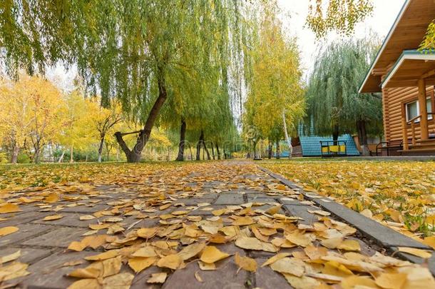 和平的小路采用秋的森林或公园,许多黄色的叶子向英语字母表的第7个字母