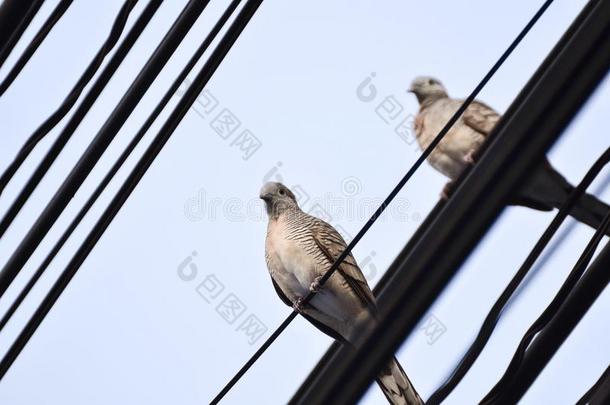 鸽子肖像