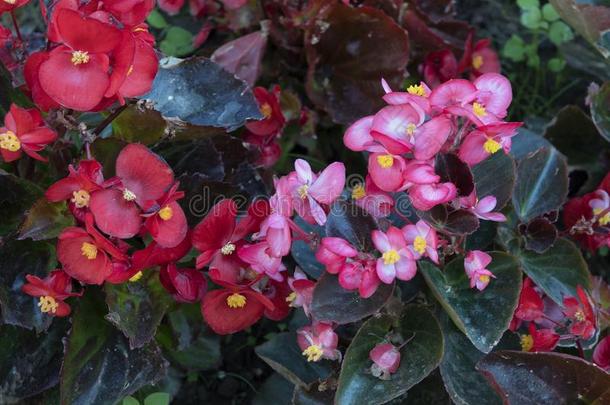 红色的和粉红色的<strong>秋海棠</strong>属的植物,索伦托,意大利