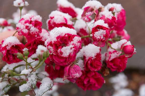 花园<strong>玫瑰</strong>采用指已提到的人雪