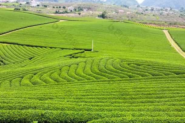 绿色的茶水小山在鹿皮鞋Chateau地区