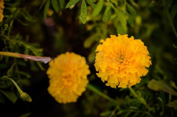 特写镜头照片关于万寿菊花.指已提到的人黄色的-桔子颜色流动