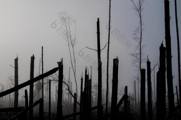 破碎的树在的时候暴风雨<strong>大风</strong>.一薄雾关于早晨薄雾越过一Brazil巴西