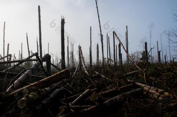 破碎的树在的时候暴风雨大风.一薄雾关于早晨薄雾越过一Brazil巴西