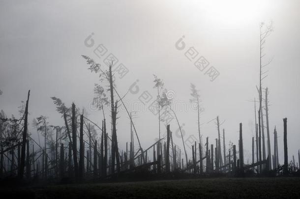 破碎的树在的时候暴风雨大风.一薄雾关于早晨薄雾越过一Brazil巴西