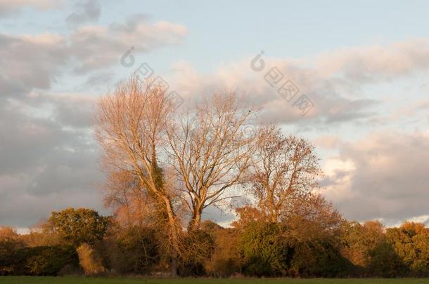 美丽的光秃秃的树采用乡村秋天气日落天int.咄！呸！