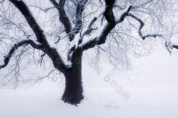 一大的树起立单独的,大量的和雪和使结冰霜.