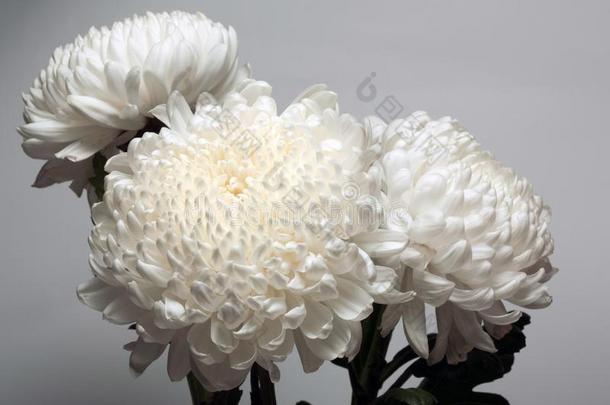 一照片关于白色的菊花花采用玻璃装饰瓶向白色的用绳子拖的平底渡船
