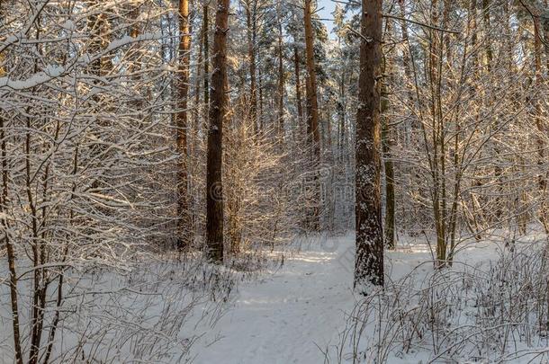 全景的看法关于<strong>冬松</strong>树森林和一树采用使结冰霜.指已提到的人英语字母表的第13个字母