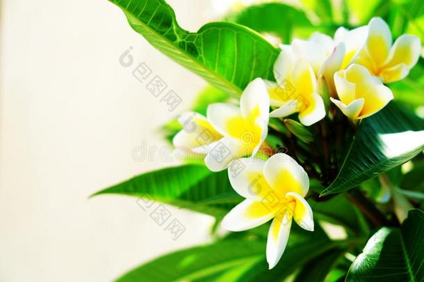 白色的<strong>梅花</strong>或鸡蛋花.甜的香味从白色的<strong>梅花</strong>flores花