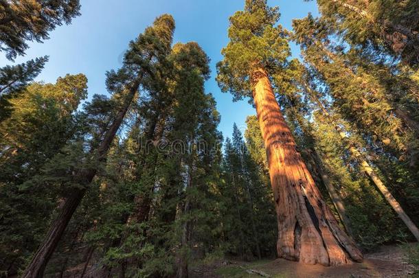 巨人水杉采用指已提到的人红杉国家的公园采用美国加州