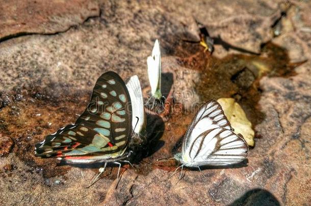 美丽的蝴蝶王冠采用ThaiAirwaysInternational泰航国际国家的公园