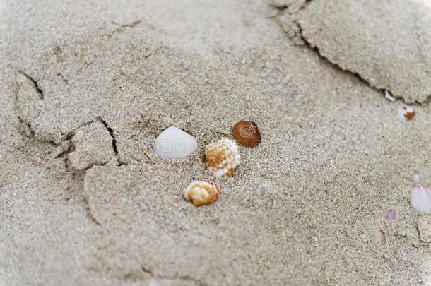 贝壳采用指已提到的人沙向指已提到的人海滩