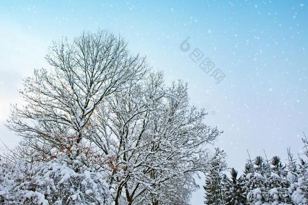冬风景和树.