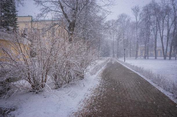 森林树和灌木大手大脚的大量的和松软的雪,鲁西