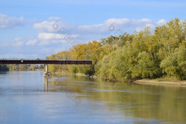 桥越过指已提到的人河.秋树叶向杨树al向g指已提到的人河