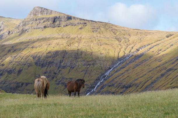 矮种马放牧和风景优美的看法向山,法罗群岛岛,兽穴