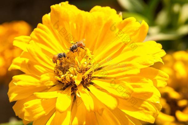 蜜蜂向一花