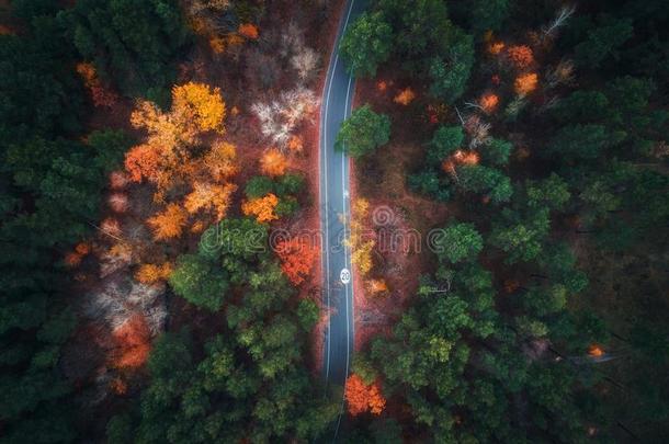 空气的看法关于路采用美丽的秋森林