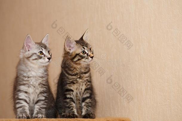 两个漂亮的小的短尾小猫