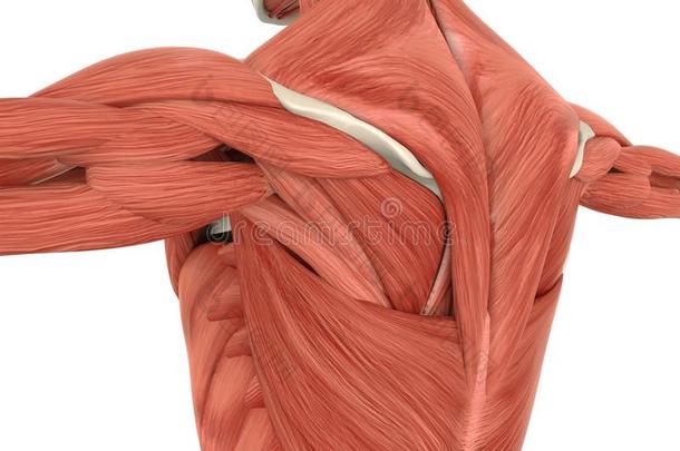 肌肉关于指已提到的人背解剖