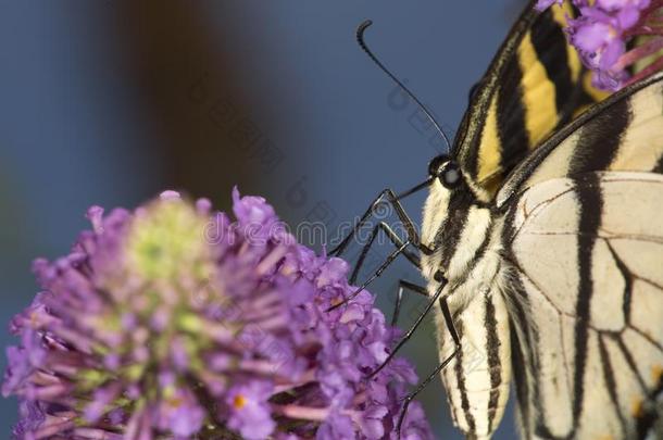 老虎燕尾状物蝴蝶向紫色的花关于蝴蝶灌木,