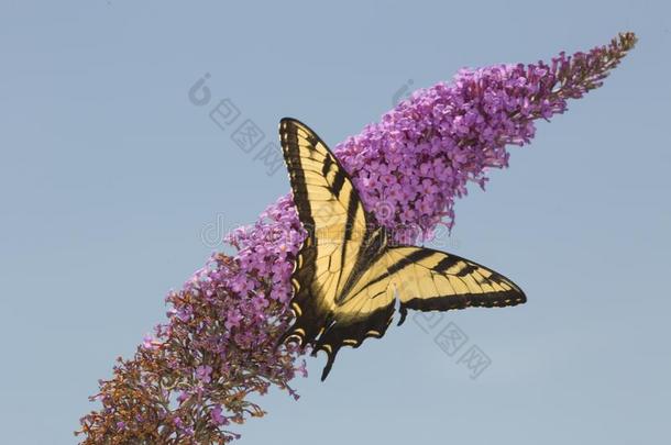 老虎燕尾状物蝴蝶向紫色的花关于蝴蝶灌木,