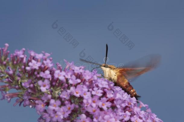 蜂鸟透明翅膀的蛾霍克飞蛾向紫色的花关于蝴蝶英语字母表的第2个字母