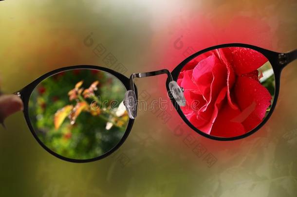 短的视力近视眼镜向夏花园和玫瑰背景