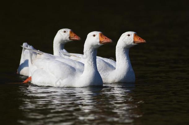 num.三白色的家庭的goose的复数形式游泳向指已提到的人p向d