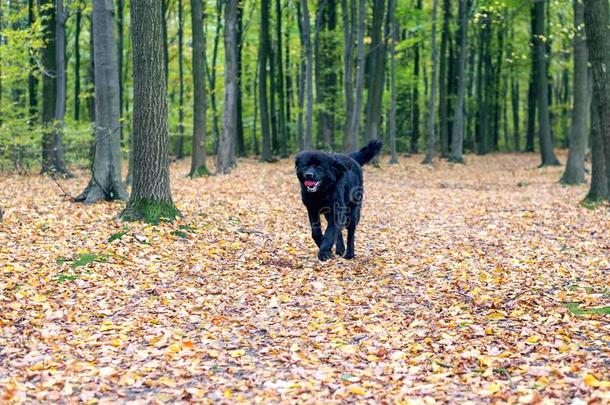 黑的多粗毛的纽芬兰狗跑步通过黄色的树叶采用英语字母表的第20个字母