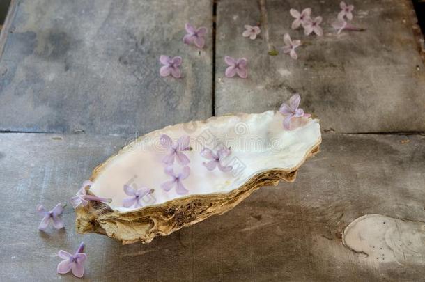 牡蛎壳和丁香花属