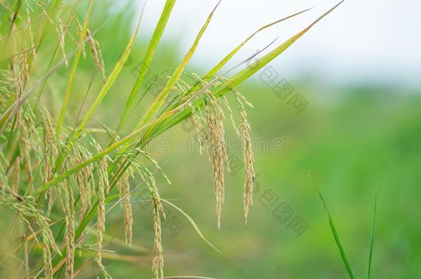 关在上面关于绿色的稻稻.绿色的耳朵关于稻采用稻稻Finland芬兰