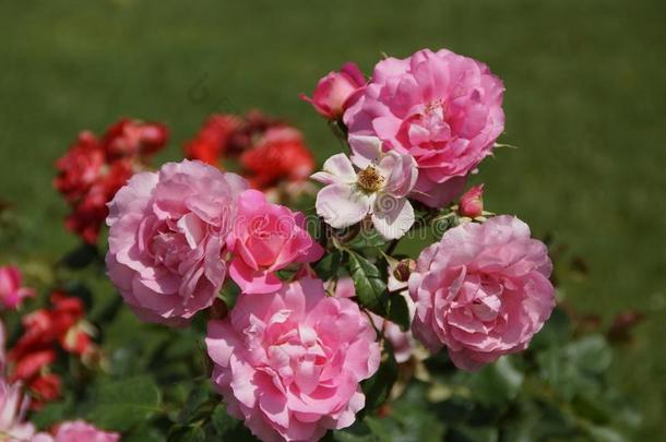 美丽的玫瑰丛和黑暗的粉红色的玫瑰