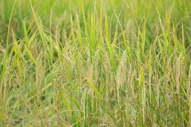 关在上面关于绿色的稻稻.绿色的耳朵关于稻采用稻稻Finland芬兰