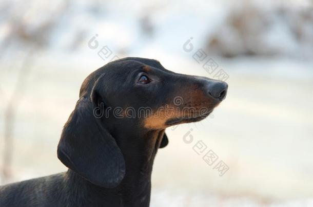 肖像关于年幼的光滑的黑的和黄褐色达克斯狗