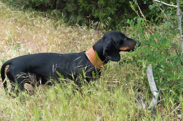 黑的和黄褐色达克斯狗采用身材高的草