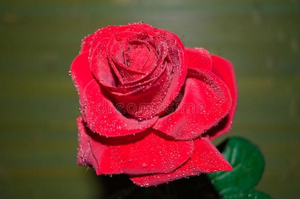 红色的玫瑰和小滴