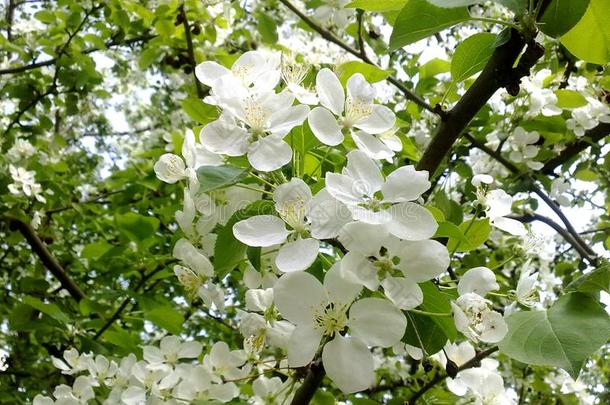 <strong>春季</strong>盛开的苹果树采用花树s花植物的叶子<strong>春季</strong>英语字母表的第7个字母