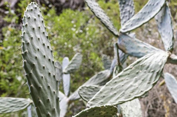 仙人掌属植物大花萼仙人掌植物