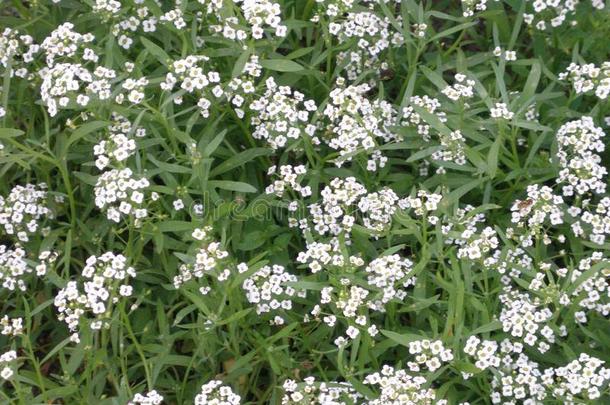 娇小的雪白色的花关于<strong>半边</strong>莲属玛丽蒂玛十字花科的一年生植物来吧
