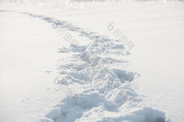 跟踪和踪迹采用指已提到的人雪